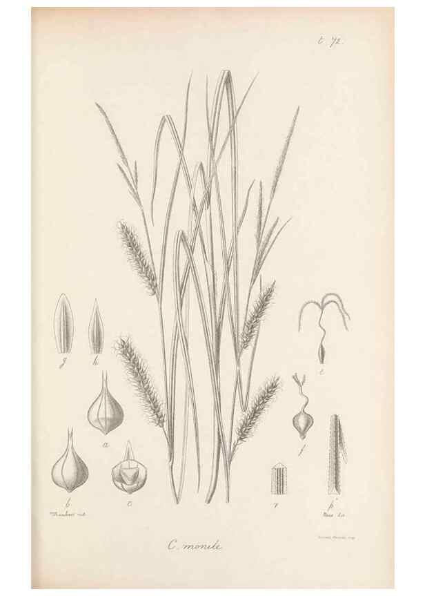 Reproducción/Reproduction 48683068647: Illustrations of the genus Carex. London :William Pamplin,1858-1867.. 