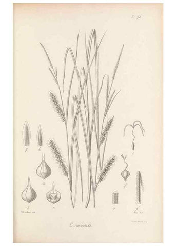Reproducción/Reproduction 48683068647: Illustrations of the genus Carex. London :William Pamplin,1858-1867.. 