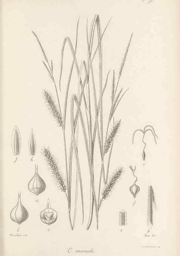 Reproducción/Reproduction 48683068647: Illustrations of the genus Carex. London :William Pamplin,1858-1867.. 