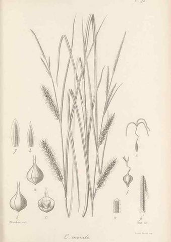 Reproducción/Reproduction 48683068647: Illustrations of the genus Carex. London :William Pamplin,1858-1867.. 