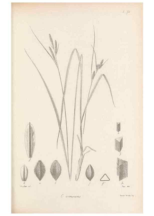 Reproducción/Reproduction 48682894816: Illustrations of the genus Carex. London :William Pamplin,1858-1867.. 