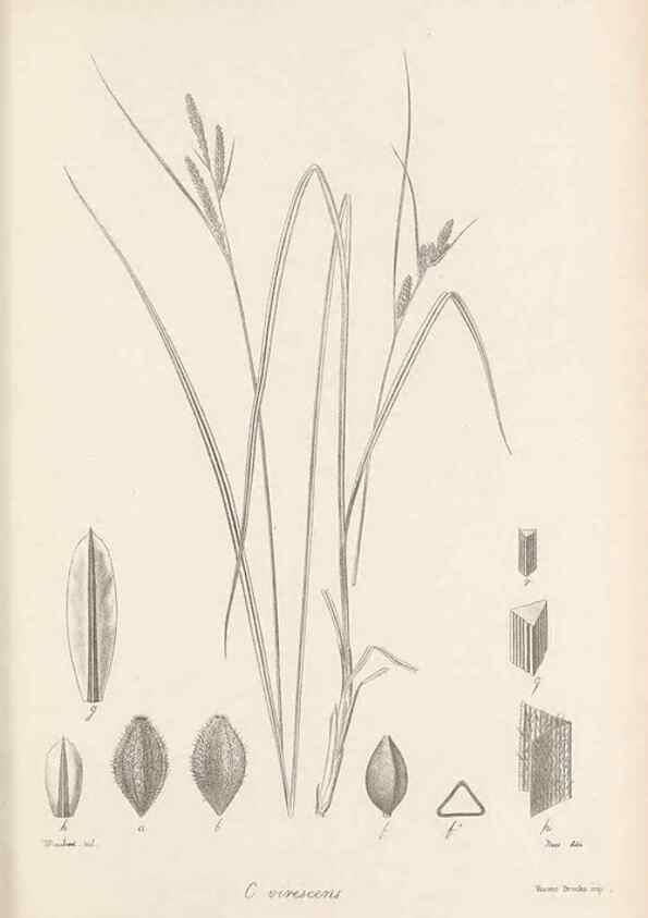 Reproducción/Reproduction 48682894816: Illustrations of the genus Carex. London :William Pamplin,1858-1867.. 
