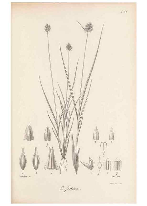 Reproducción/Reproduction 48682891476: Illustrations of the genus Carex. London :William Pamplin,1858-1867.. 
