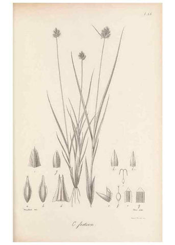 Reproducción/Reproduction 48682891476: Illustrations of the genus Carex. London :William Pamplin,1858-1867.. 