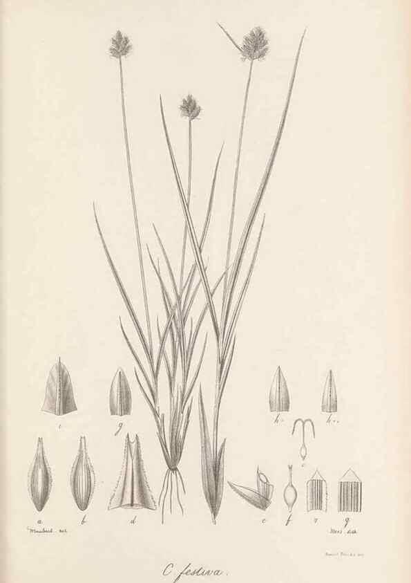 Reproducción/Reproduction 48682891476: Illustrations of the genus Carex. London :William Pamplin,1858-1867.. 
