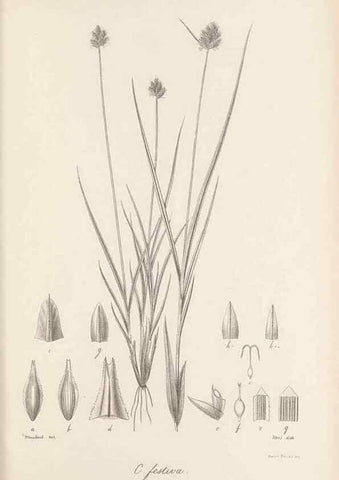 Reproducción/Reproduction 48682891476: Illustrations of the genus Carex. London :William Pamplin,1858-1867.. 