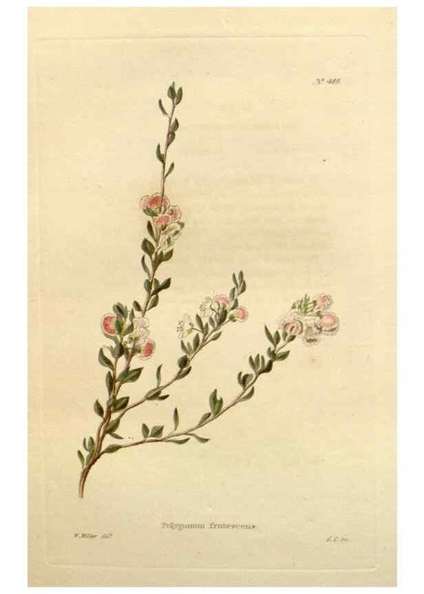 Reproducción/Reproduction 48637453486: The botanical cabinet. London :John & Arthur Arch ...,1817-1833.. 