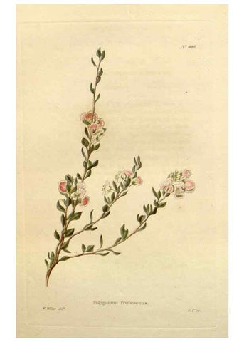 Reproducción/Reproduction 48637453486: The botanical cabinet. London :John & Arthur Arch ...,1817-1833.. 