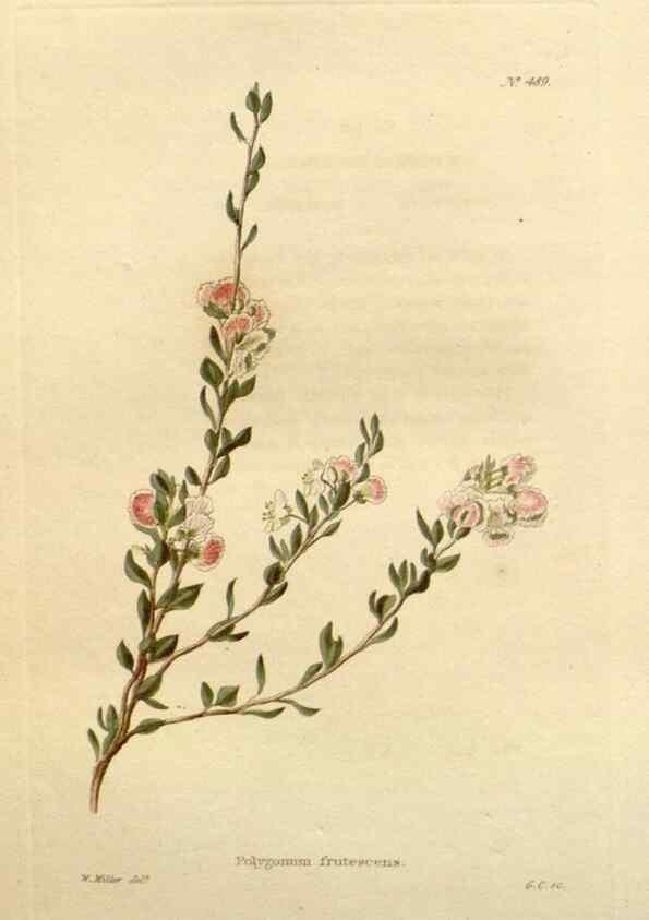 Reproducción/Reproduction 48637453486: The botanical cabinet. London :John & Arthur Arch ...,1817-1833.. 