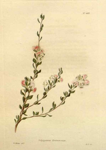 Reproducción/Reproduction 48637453486: The botanical cabinet. London :John & Arthur Arch ...,1817-1833.. 