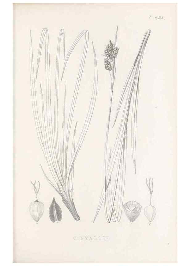 Reproducción/Reproduction 48683339261: Illustrations of the genus Carex. London :William Pamplin,1858-1867.. 