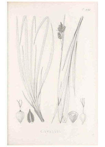 Reproducción/Reproduction 48683339261: Illustrations of the genus Carex. London :William Pamplin,1858-1867.. 