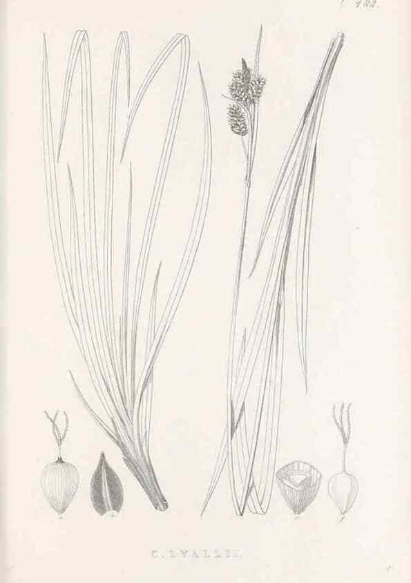 Reproducción/Reproduction 48683339261: Illustrations of the genus Carex. London :William Pamplin,1858-1867.. 