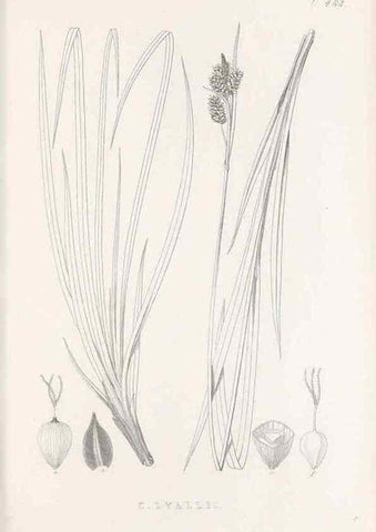 Reproducción/Reproduction 48683339261: Illustrations of the genus Carex. London :William Pamplin,1858-1867.. 