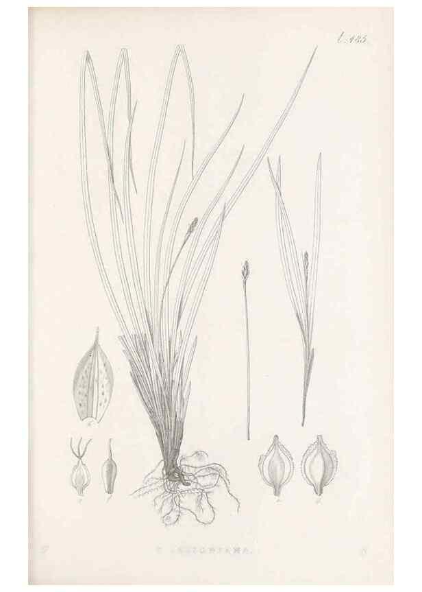 Reproducción/Reproduction 48683515822: Illustrations of the genus Carex. London :William Pamplin,1858-1867.. 