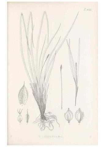 Reproducción/Reproduction 48683515822: Illustrations of the genus Carex. London :William Pamplin,1858-1867.. 