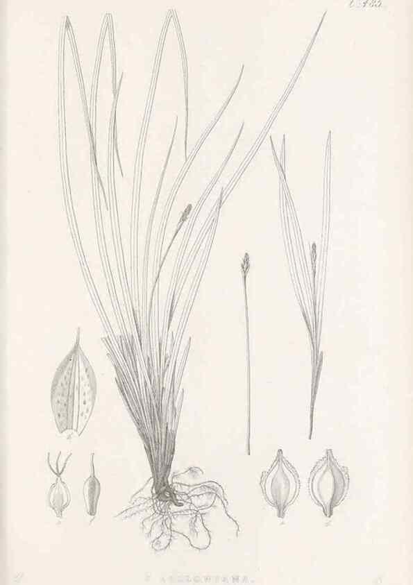 Reproducción/Reproduction 48683515822: Illustrations of the genus Carex. London :William Pamplin,1858-1867.. 