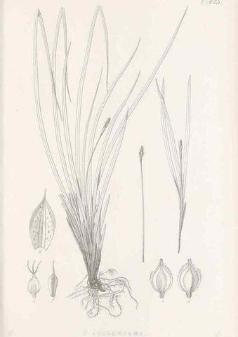 Reproducción/Reproduction 48683515822: Illustrations of the genus Carex. London :William Pamplin,1858-1867.. 