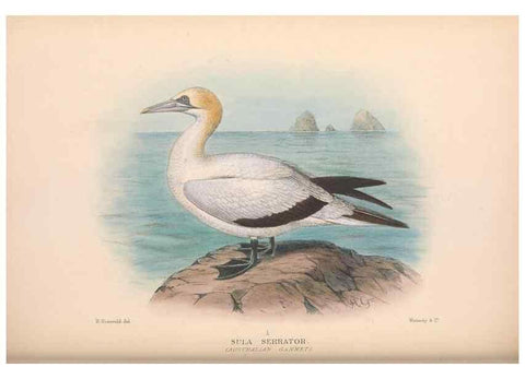 Reproducción/Reproduction 48684145658: The Birds of Australia. London :Witherby & Co.,1910-1927.. 