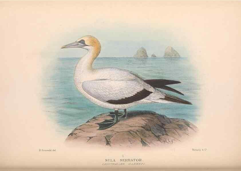 Reproducción/Reproduction 48684145658: The Birds of Australia. London :Witherby & Co.,1910-1927.. 