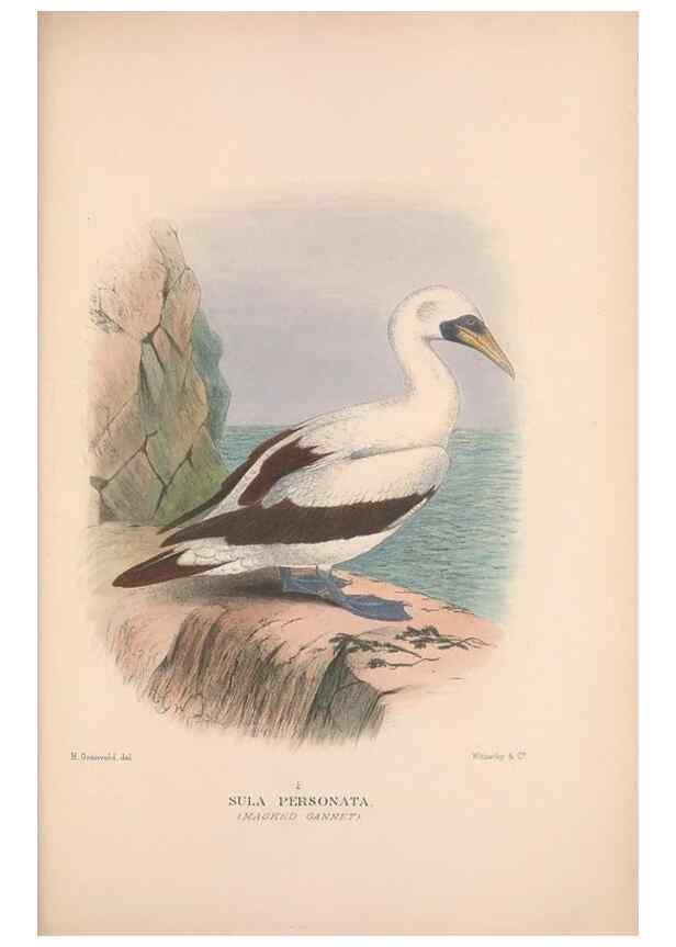 Reproducción/Reproduction 48684145928: The Birds of Australia. London :Witherby & Co.,1910-1927.. 