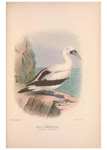 Reproducción/Reproduction 48684145928: The Birds of Australia. London :Witherby & Co.,1910-1927.. 
