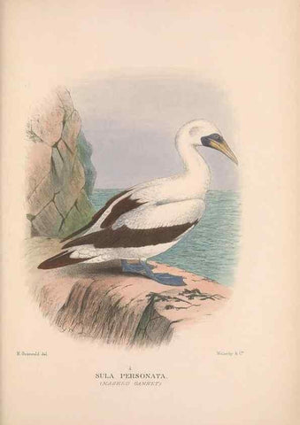 Reproducción/Reproduction 48684145928: The Birds of Australia. London :Witherby & Co.,1910-1927.. 