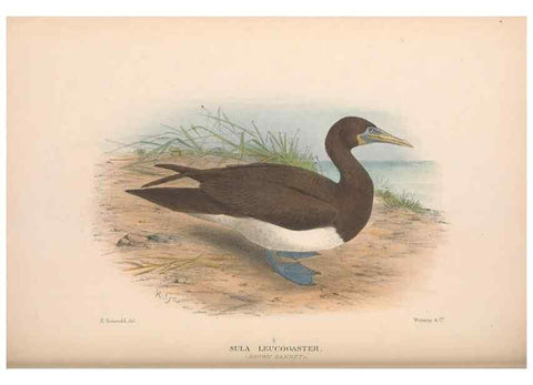 Reproducción/Reproduction 48684486281: The Birds of Australia. London :Witherby & Co.,1910-1927.. 
