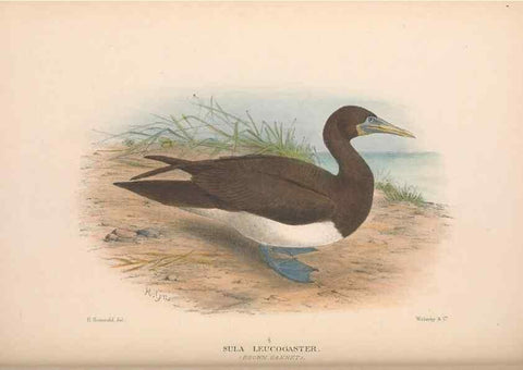 Reproducción/Reproduction 48684486281: The Birds of Australia. London :Witherby & Co.,1910-1927.. 