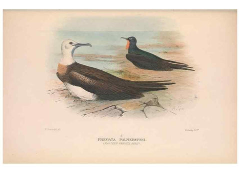 Reproducción/Reproduction 48684146548: The Birds of Australia. London :Witherby & Co.,1910-1927.. 
