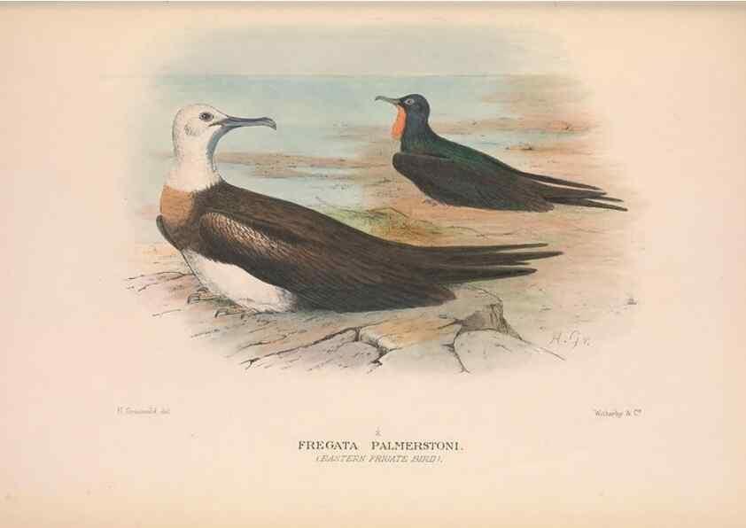 Reproducción/Reproduction 48684146548: The Birds of Australia. London :Witherby & Co.,1910-1927.. 