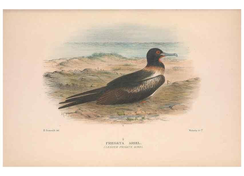 Reproducción/Reproduction 48684661907: The Birds of Australia. London :Witherby & Co.,1910-1927.. 