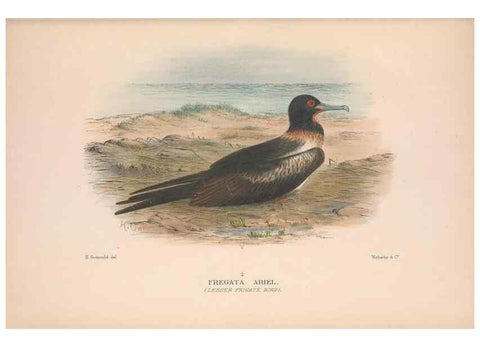 Reproducción/Reproduction 48684661907: The Birds of Australia. London :Witherby & Co.,1910-1927.. 