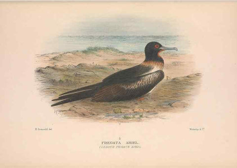Reproducción/Reproduction 48684661907: The Birds of Australia. London :Witherby & Co.,1910-1927.. 