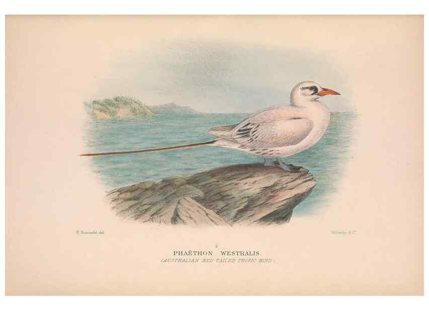 Reproducción/Reproduction 48684662177: The Birds of Australia. London :Witherby & Co.,1910-1927.. 