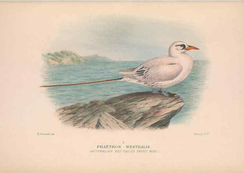 Reproducción/Reproduction 48684662177: The Birds of Australia. London :Witherby & Co.,1910-1927.. 