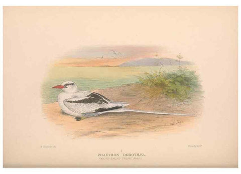 Reproducción/Reproduction 48684487276: The Birds of Australia. London :Witherby & Co.,1910-1927.. 