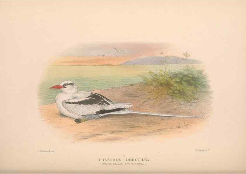 Reproducción/Reproduction 48684487276: The Birds of Australia. London :Witherby & Co.,1910-1927.. 