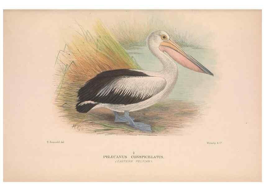 Reproducción/Reproduction 48684662592: The Birds of Australia. London :Witherby & Co.,1910-1927.. 