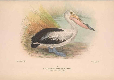 Reproducción/Reproduction 48684662592: The Birds of Australia. London :Witherby & Co.,1910-1927.. 