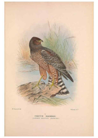 Reproducción/Reproduction 48684208368: The Birds of Australia. London :Witherby & Co.,1910-1927.. 
