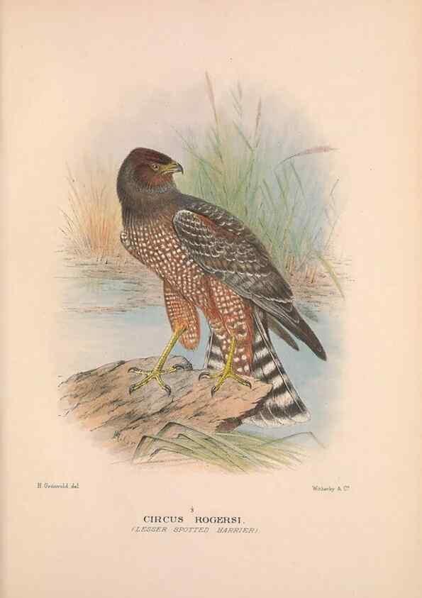 Reproducción/Reproduction 48684208368: The Birds of Australia. London :Witherby & Co.,1910-1927.. 