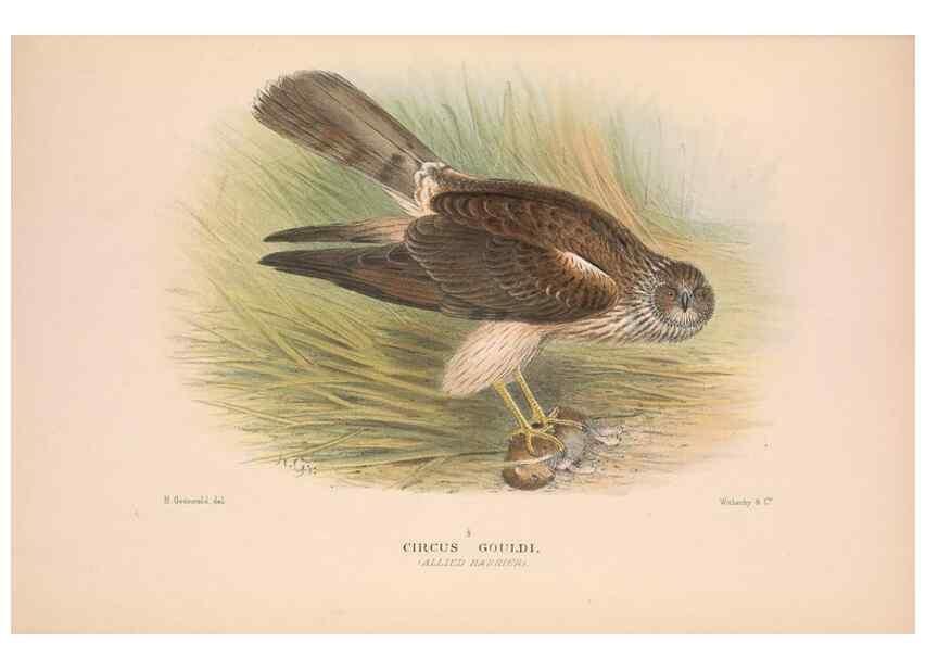 Reproducción/Reproduction 48684722447: The Birds of Australia. London :Witherby & Co.,1910-1927.. 