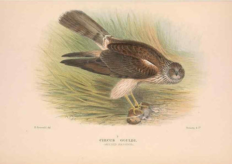 Reproducción/Reproduction 48684722447: The Birds of Australia. London :Witherby & Co.,1910-1927.. 