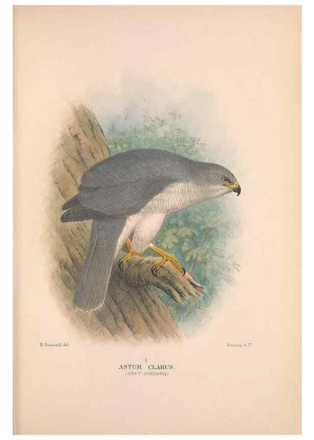 Reproducción/Reproduction 48684548546: The Birds of Australia. London :Witherby & Co.,1910-1927.. 