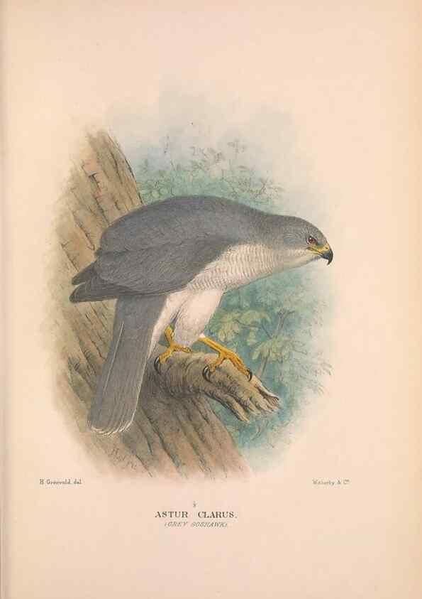 Reproducción/Reproduction 48684548546: The Birds of Australia. London :Witherby & Co.,1910-1927.. 