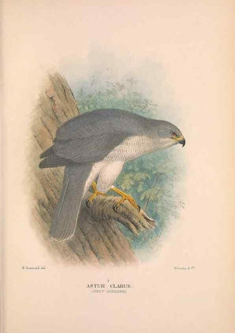 Reproducción/Reproduction 48684548546: The Birds of Australia. London :Witherby & Co.,1910-1927.. 