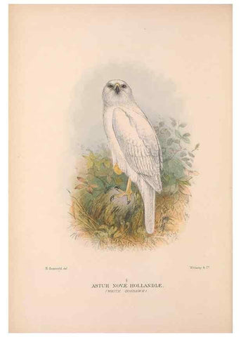 Reproducción/Reproduction 48684723032: The Birds of Australia. London :Witherby & Co.,1910-1927.. 