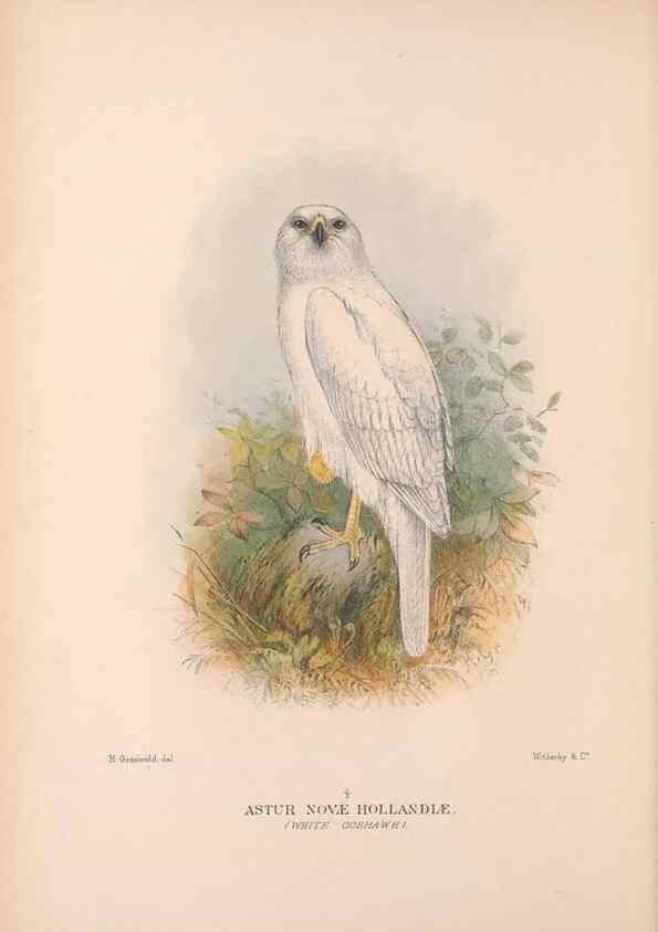 Reproducción/Reproduction 48684723032: The Birds of Australia. London :Witherby & Co.,1910-1927.. 