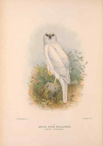 Reproducción/Reproduction 48684723032: The Birds of Australia. London :Witherby & Co.,1910-1927.. 
